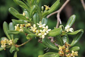 Closeup of Japanese Pittosporum blooms, Somerset, England
