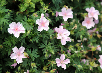 Closeup of Striped Bloody Cranesbill blooms, Somerset, England
