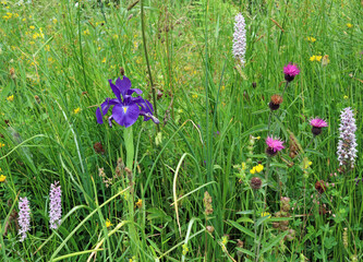 Purple Iris among orchids and clover blooms, Derbyshire England  © Judith