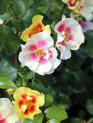 Obraz premium Sunlit Rose Eye of the Tiger blooms, Somerset, England 
