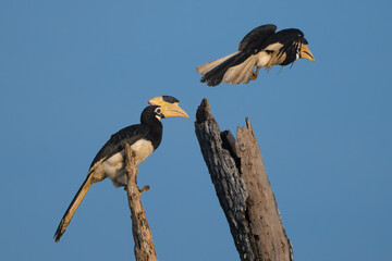 two Malabar pied hornbills - Anthracoceros coronatus, lesser pied hornbill one perched second flying with blue sky in background. Photo from Wilpattu National Park in Sri Lanka. © PIOTR