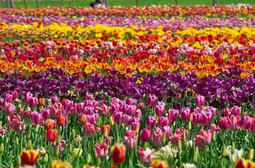Tulipani, Castello di Malpaga, Italia