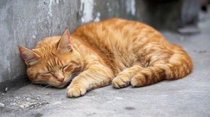lazy cat