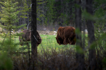 Two Grizzly Bears Grazing in Banff National Park, Alberta, Canada