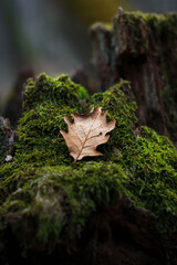 Fallen leaf on mossy tree stump in forest. 