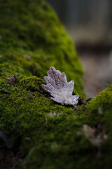 Oak leaf on a mossy stone in the forest. Autumn season.