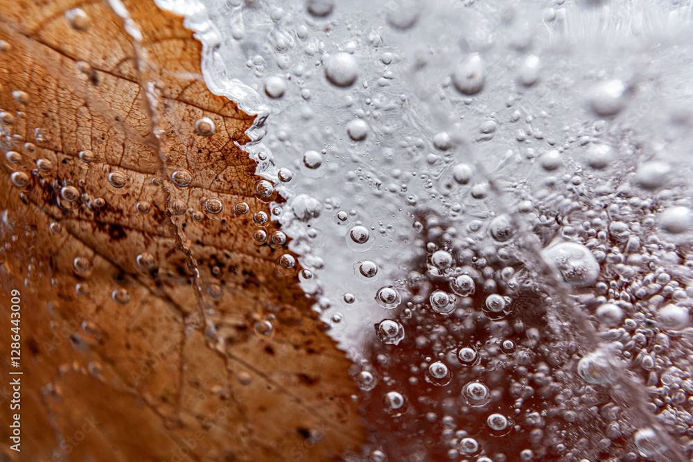 Poster close up macro shot of a frozen leaf in an ice block - for computer graphics, texturing, compositing