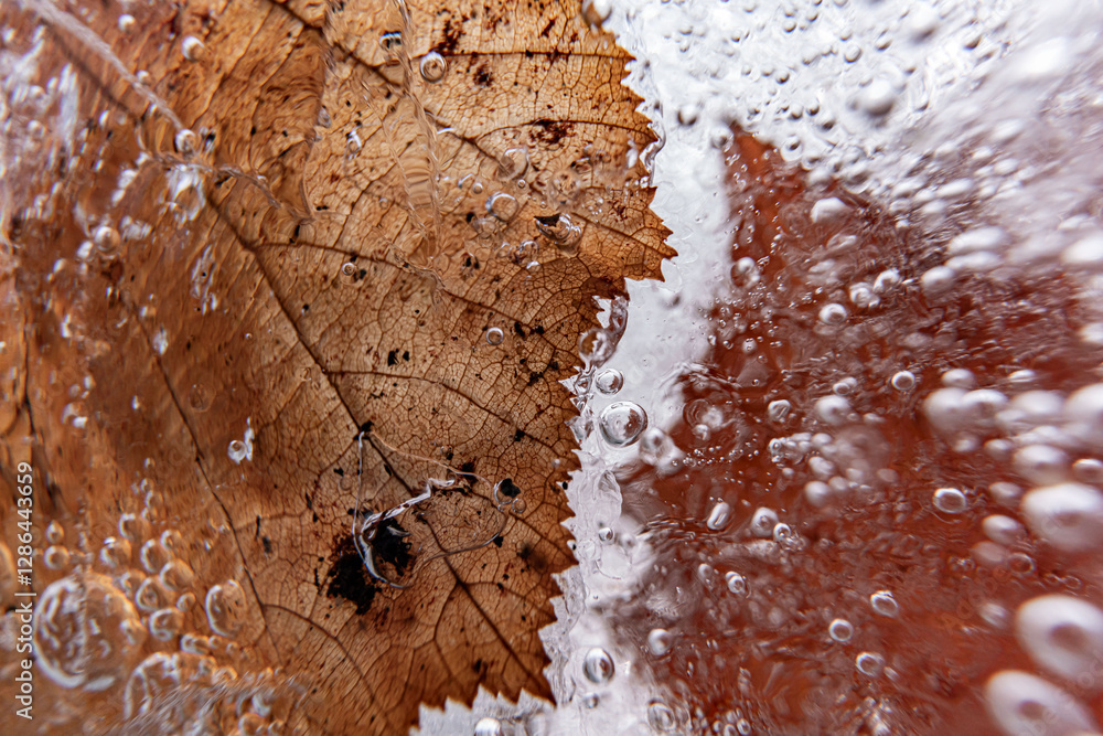 Poster close up macro shot of a frozen leaf in an ice block - for computer graphics, texturing, compositing