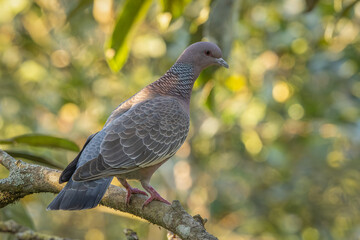 Picazuro pigeon perched on a branch