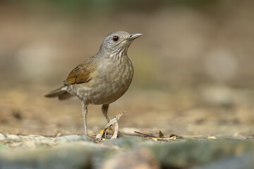 Fototapeta premium Pale-breasted thrush perched on the forest floor