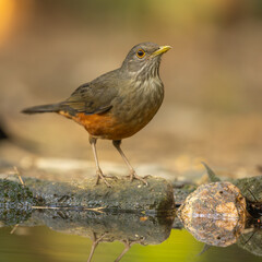 Rufous-bellied thrush perched on the forest floor