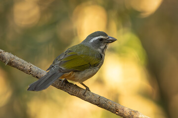 Green-winged saltator perched on a branch
