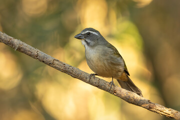 Green-winged saltator perched on a branch