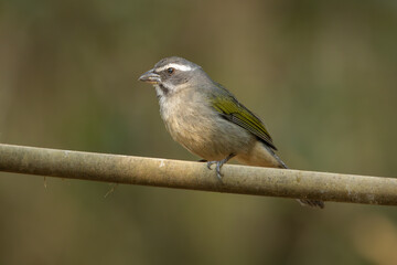 Green-winged saltator perched on a branch