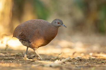 Brown tinamou walking the forest floor