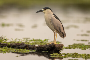 Black-crowned night heron perched on a floating log