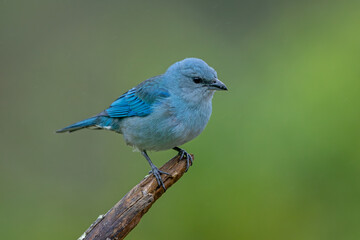 Azure-shouldered tanager perched on a branch