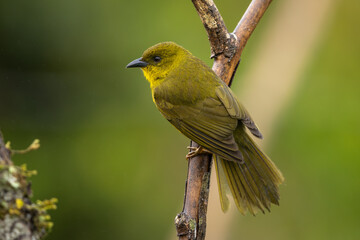 Olive-green tanager perched on a branch