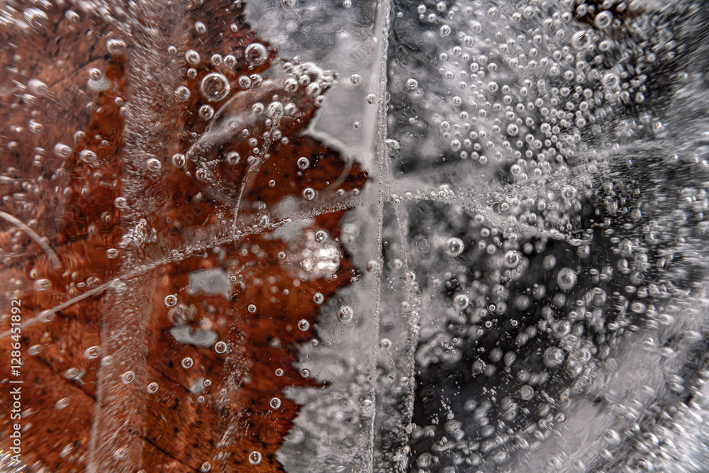 Fototapete close up macro shot of a frozen leaf in an ice block - for computer graphics, texturing, compositing