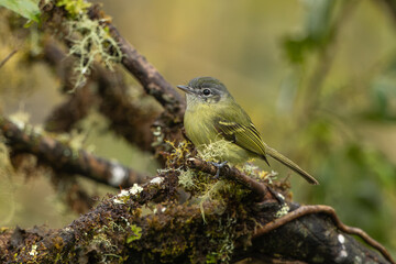 Yellow-olive Flatbill perched on a branch