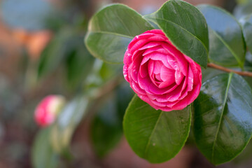 Camellia japonica, common camellia or Japanese camellia rose form pink flower