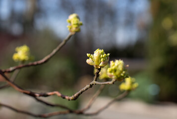 Sassafras albidum ,sassafras, white sassafras, red sassafras, or silky sassafras buds in the early spring