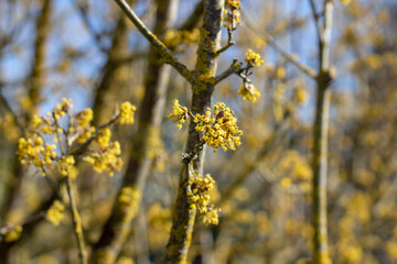 Cornus mas,cornel,Cornelian cherry, European cornel or Cornelian cherry dogwood yellow flowers in the winter