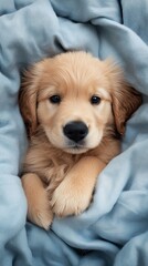 Golden Retriever Puppy Cuddles: A close-up shot of a golden retriever puppy, nestled in a soft blue blanket, exudes warmth and affection with its innocent gaze.