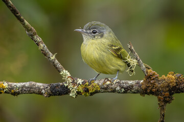 Yellow-olive Flatbill perched on a branch