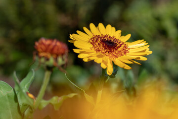 Calendula variety with golden yellow flowers with a double dark centre.