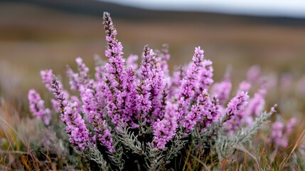 Fototapeta premium Purple heather flowers blooming in a wild moorland field under soft natural daylight.