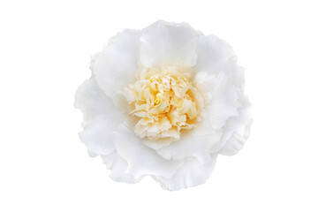 Camellia japonica, common camellia or Japanese camellia white flower with yellow centre isolated...