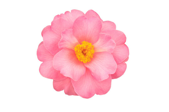 Camellia japonica, common camellia or Japanese camellia blush pink flower with yellow stamens isolated transparent png