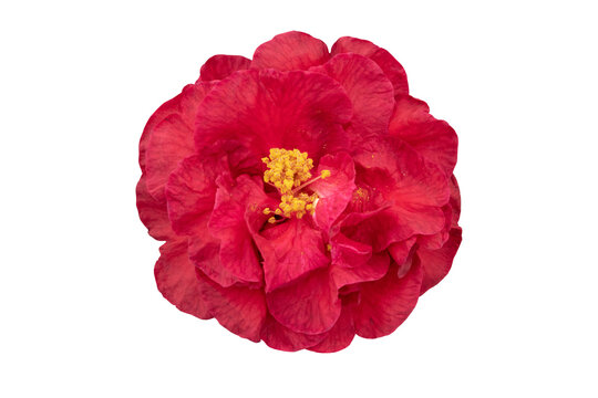 Fototapeta Camellia flower with red curly petals and yellow stamens isolated transparent png