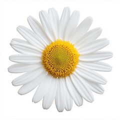 Daisy Flower on a White Background