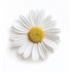 Daisy Flower Isolated on White Background