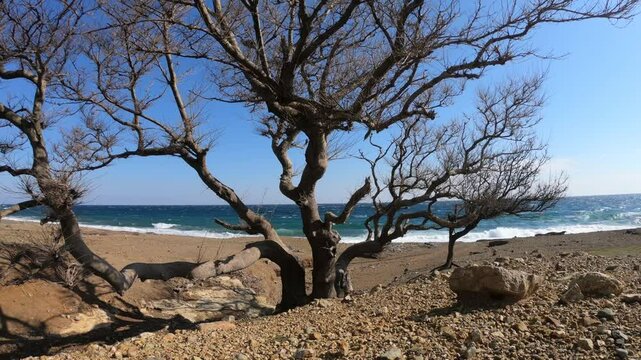 A striking view of a twisted, windswept tree standing alone on a rocky beach on Samothrace Island, Greece. The deep blue sea with rolling waves serves as a dramatic backdrop, while the dry, rugged lan