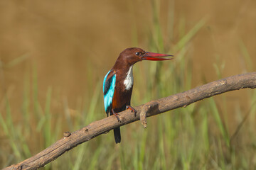 white-throated kingfisher - Halcyon smyrnensis, white-breasted kingfisher perched at yellow green background. Photo from Wilpattu National Park in Sri Lanka.	