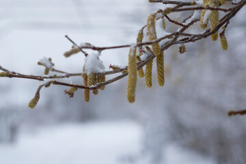 white now and plants