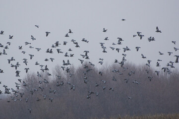 Flying Columba oenas
