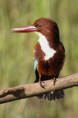white-throated kingfisher - Halcyon smyrnensis, white-breasted kingfisher perched at green background. Photo from Wilpattu National Park in Sri Lanka. Verical.