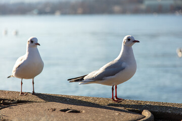 Obraz premium Seagulls standing near the water. Two gulls on calm lake, closeup view