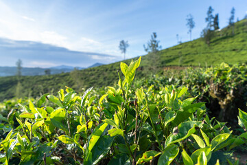 Tea Plantation with Tea Flower
