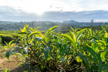 Tea Plantation with Tea Flower