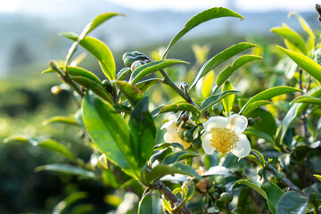 Tea Plantation with Tea Flower