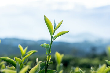 Tea Plantation with Tea Flower