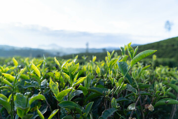 Tea Plantation with Tea Flower