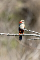 Grey-headed kingfisher