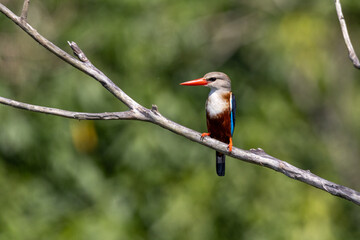 Grey-headed kingfisher