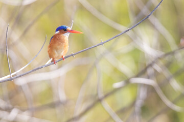 Malachite kingfisher perched above river Nile